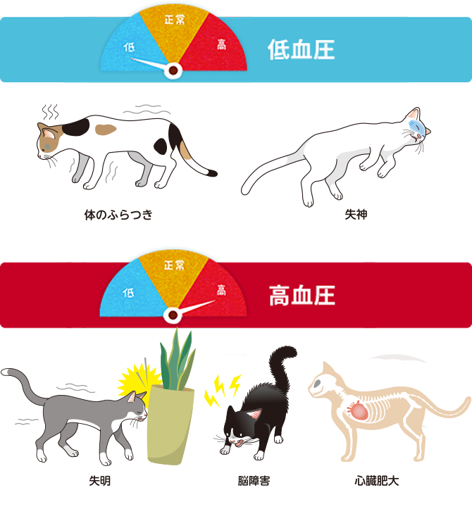 猫の⾼⾎圧 | ベーリンガーインゲルハイム アニマルヘルス ジャパン